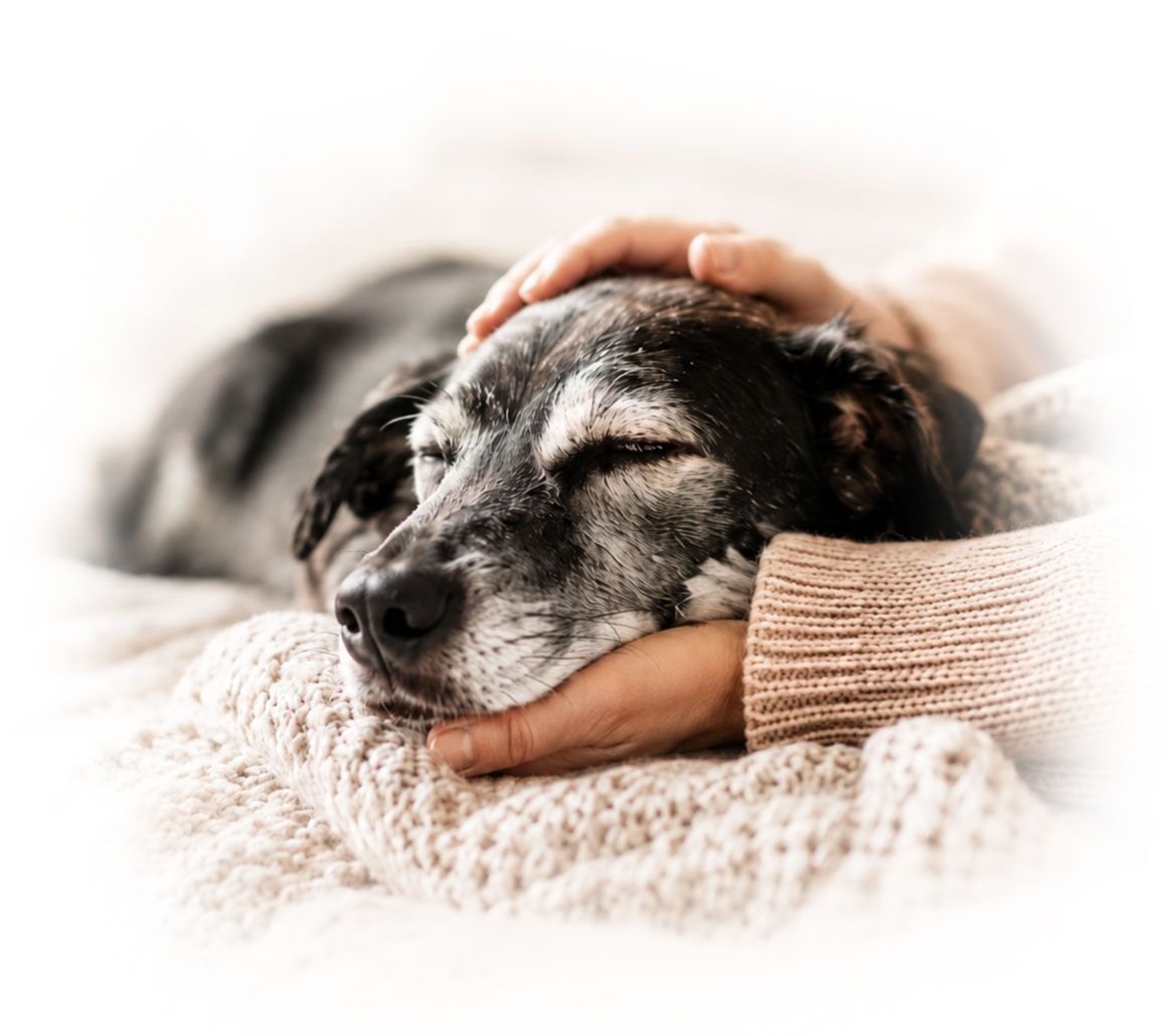 An older dog resting peacefully while being comforted by a person's hand at home